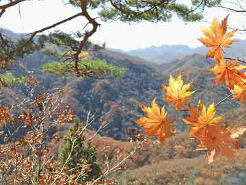 四不像必中一肖管家婆，揭秘彩票預(yù)測真相與策略，揭秘彩票預(yù)測真相與策略，四不像必中一肖管家婆解析